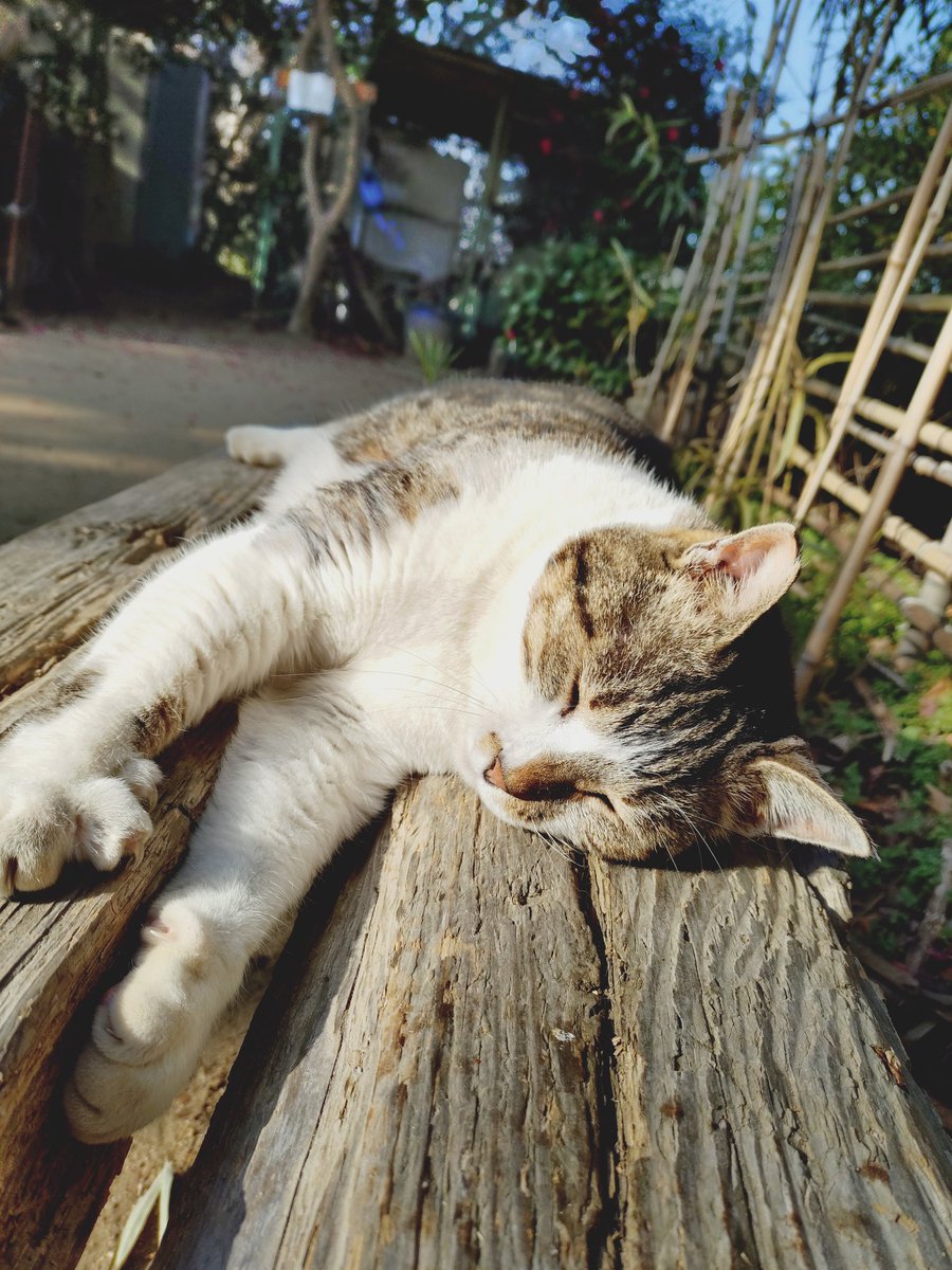 24dash3's tweet photo. 高取山の猫
耳が欠けているから地域猫かな?
ここの猫はかなり人に馴れてる

��しかけてると嫁から「どこから声出てんの?」と

どうやら高い声が出ていたらしい https://t.co/bcAt0tKg0f