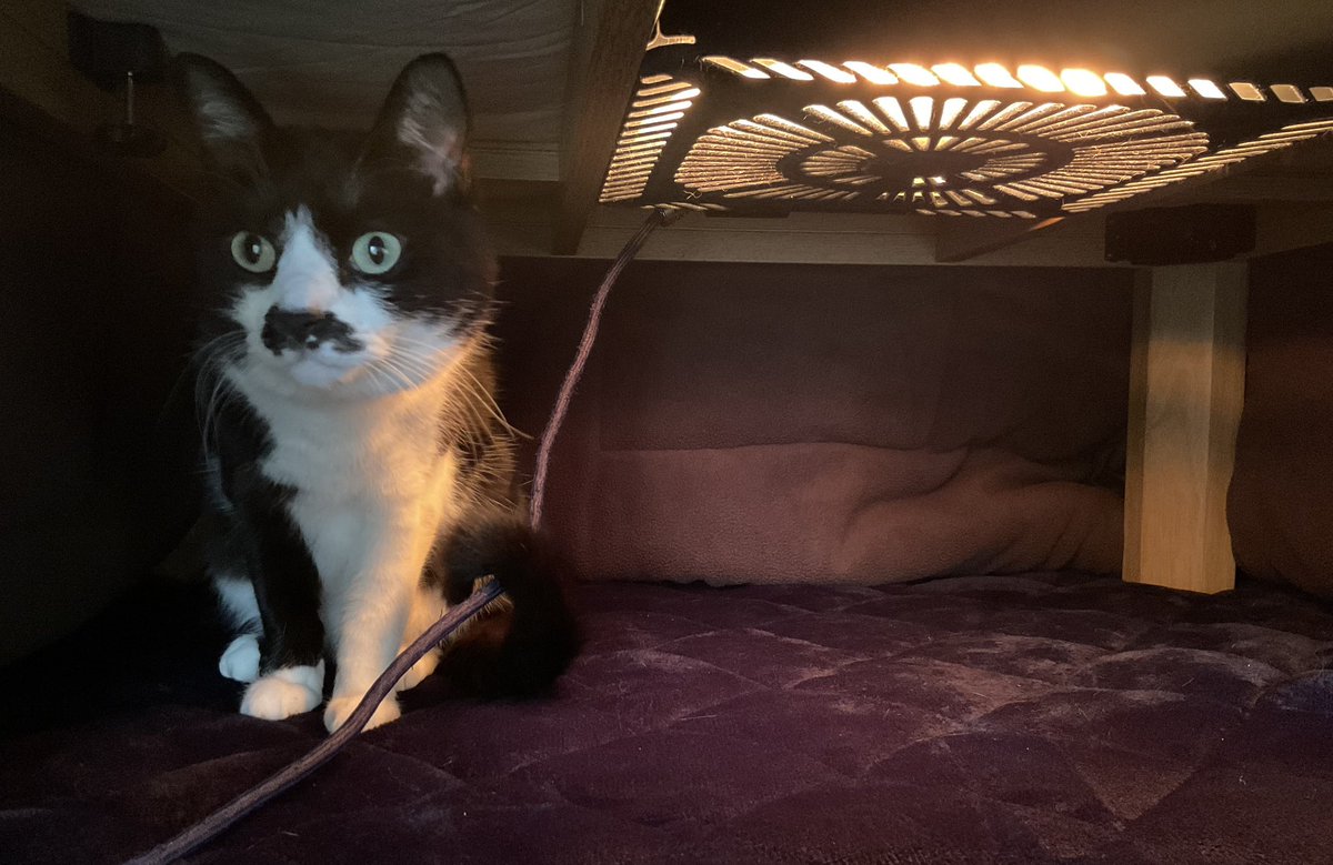 灘谷航 『猫降臨』連載中🐈 tweet media