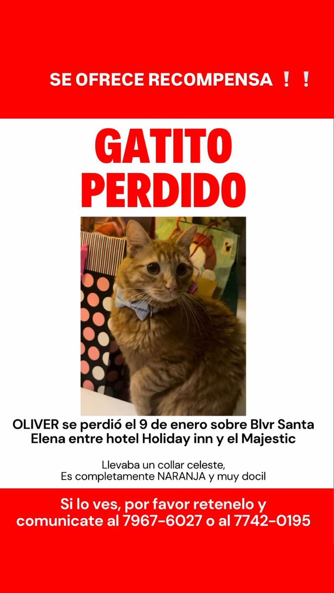 lyssitta's tweet photo. SERVICIO SOCIAL✅️
#SEBUSCA 📣
#EXTRAVIADO ‼️
SE OFRECE RECOMPENSA 💵

Mi gatito se perdió el 9 de enero sobre boulevard Santa Elena en antiguo Cuscatlán! Es súper amigable y cariñoso por lo que no tendrán problema en agarrarlo🥺
Es súper amigable con todos, tiene 8 meses, si lo ves por favor resguardarlo y llamar al 79676027🙏💖