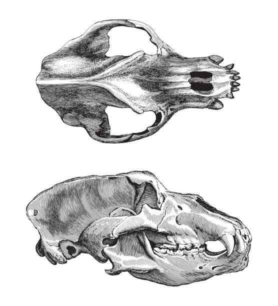 Shai Vaz tweet media