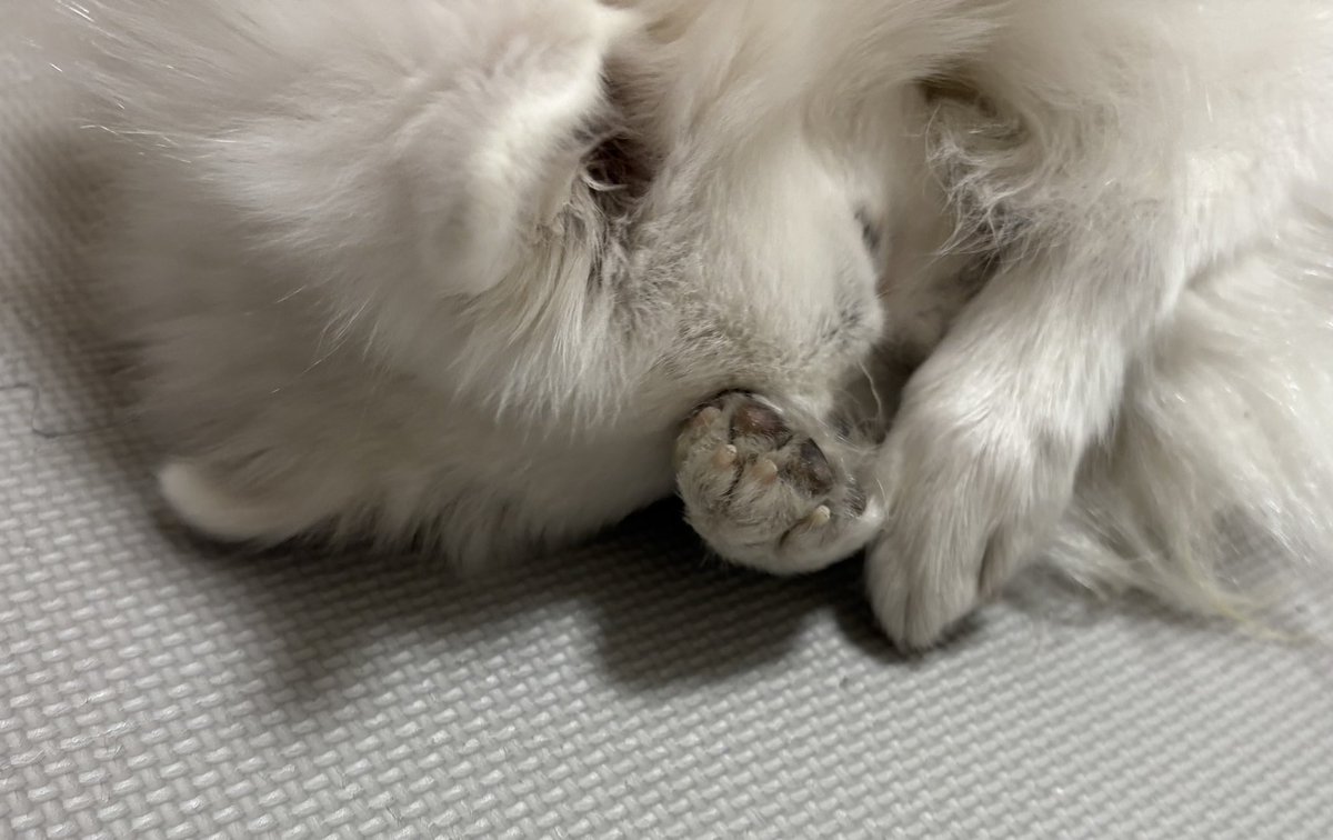 ⑨ジツ📛 (@kyuujitu0922) / Posts / X