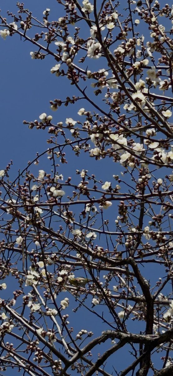 おHell♡ございます

メジロちゃん
2026初観測をお知らせします

ほんとKAWAII💚🤍

🌸🌸🌸

白梅は順調に8分咲き

アップにしすぎて
解像度低いʅ（‾◡◝）ʃ

今日もよい1日にしようね〜