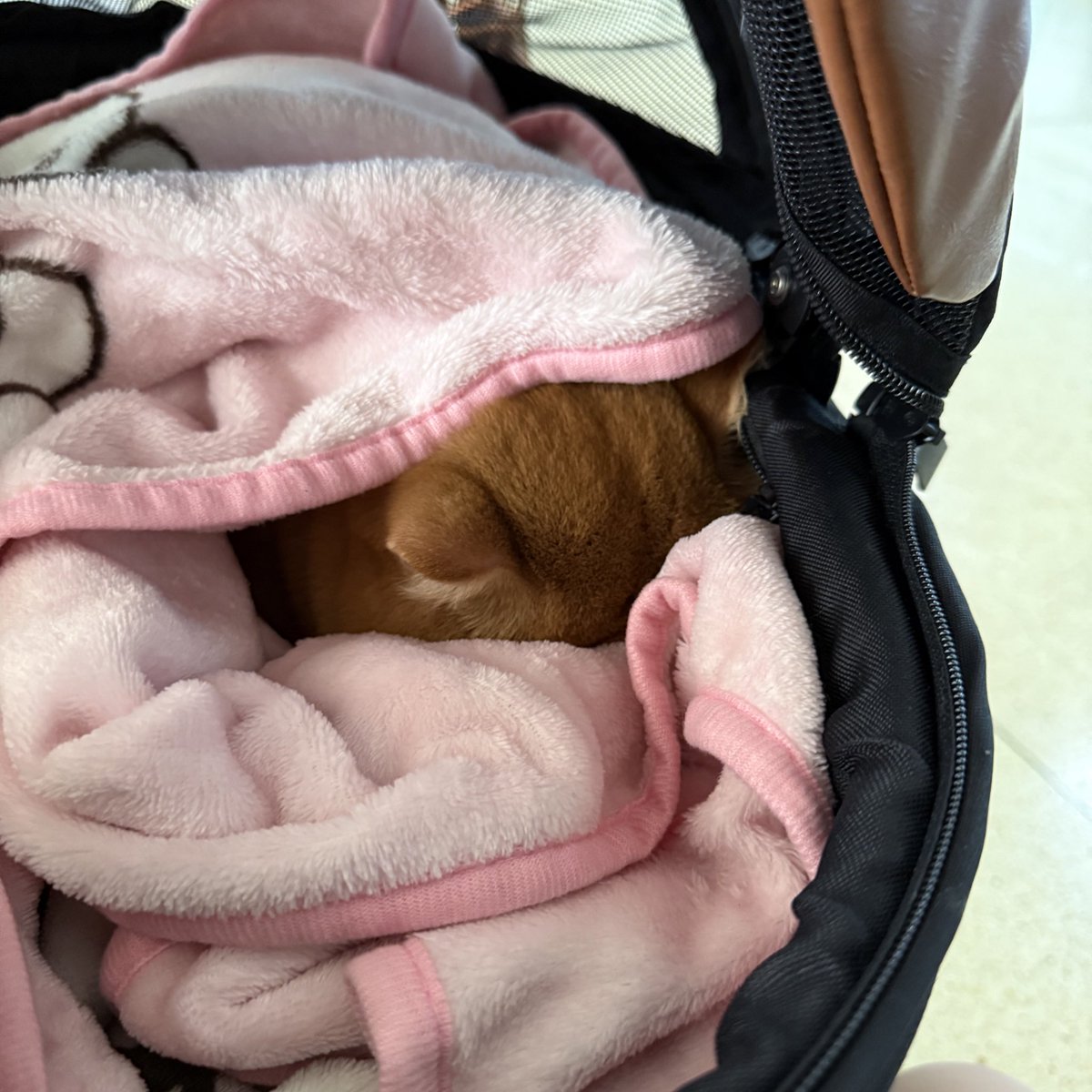 พาแมวไปทำหมัน เพิ่งรู้ว่าที่รพส.เกษตรเขาให้เจ้าของกอดดูตอนน้องค่อยๆมึนแล้วหลับไปอะ คือไม่มีไร ถ้ารู้ล่วงหน้าจะได้ไม่อยู่555555555 มันร้องไห้อะจังหวะเห็นเขาค่อยๆหลับไป กลัวมานไม่ตื่นอะ ต้องรีบวิ่งไปตั้งสติที่ห้องน้ำ แค่คิดเล่นๆ5วิ ก็ใจสลายๆแล้วอะ อยู่ม่ายด้ายยยน