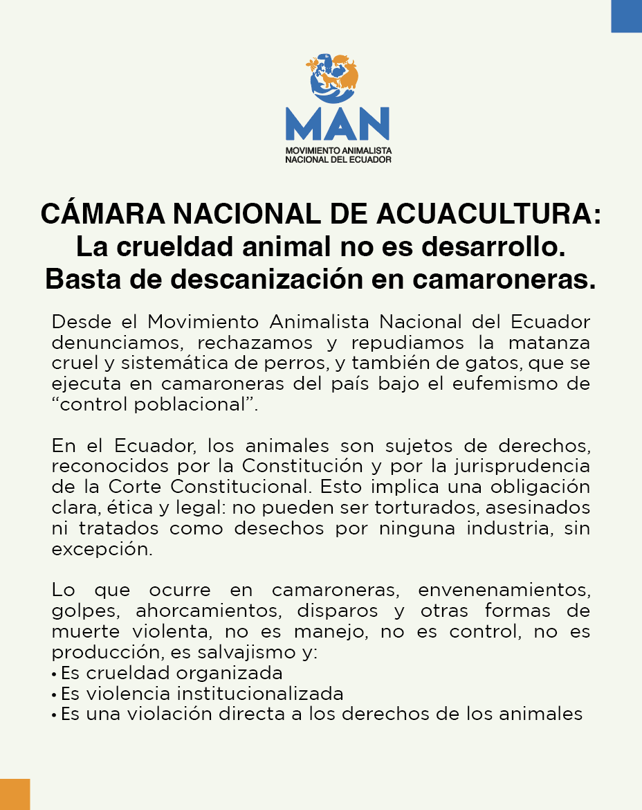 MANimalistas's tweet photo. @cnaecuador paren la m4t4nza de perros en las camaroneras:

Desde el MAN denunciamos y repudiamos la matanza cruel y sistemática de perros, y también de gatos, que se ejecuta en camaroneras del país bajo el eufemismo de “control poblacional”.
@jcamposanoc #AcuaculturaSinMatanza https://t.co/ItxAuVNOH0