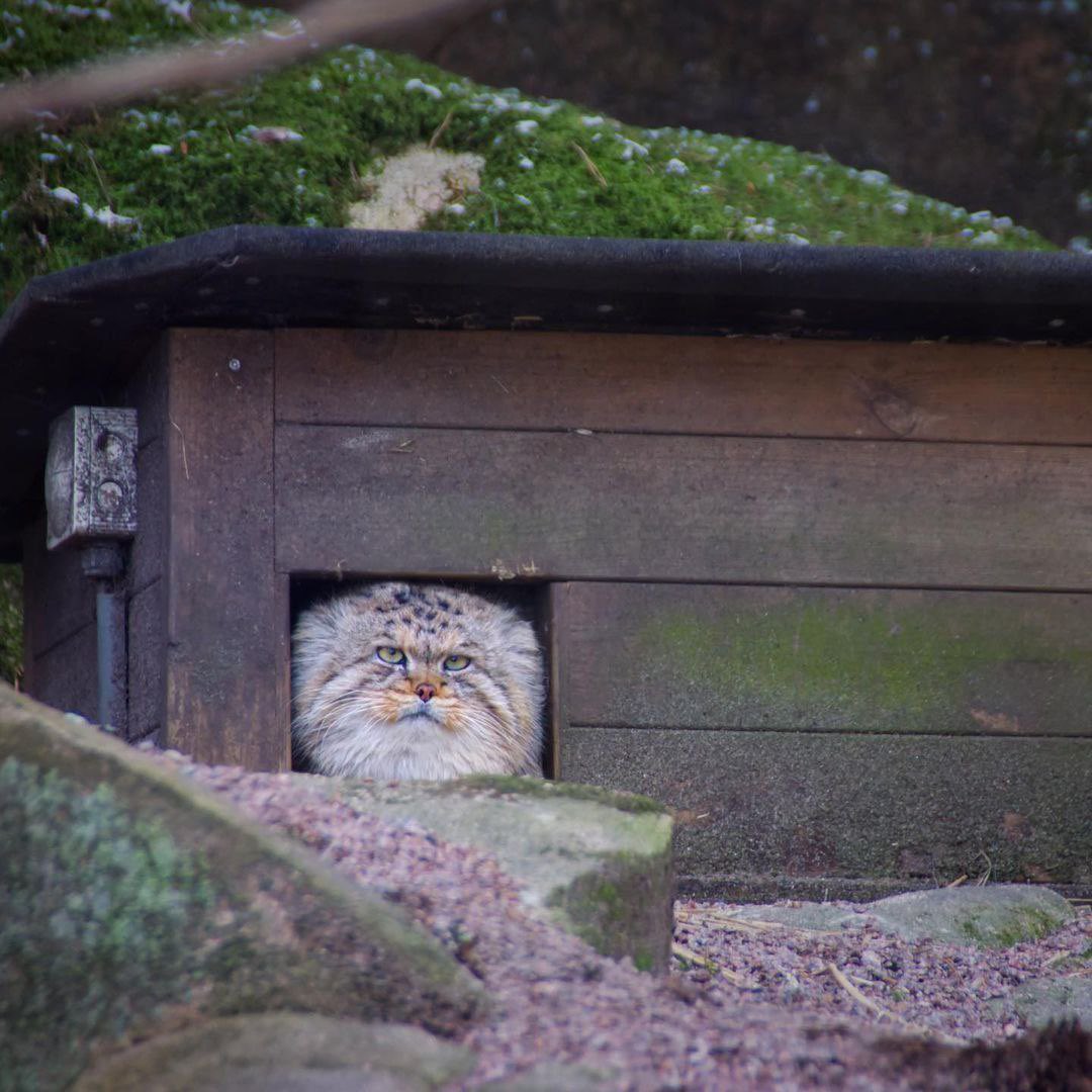 not__dog__'s tweet image. Diogenes