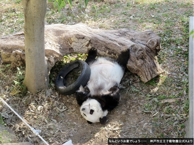 まめぱんだ ぱんだ様専用 【公式通販】