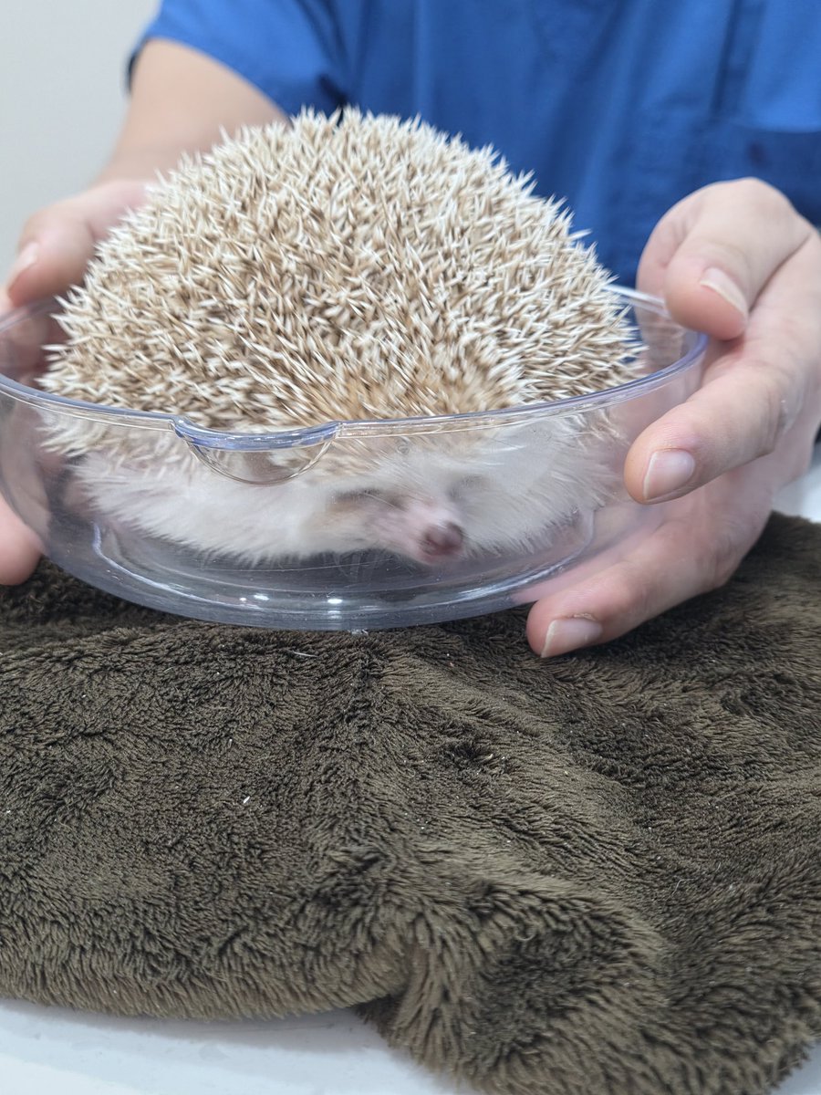 저 그릇 진짜 크던데....왜 작아보이지...