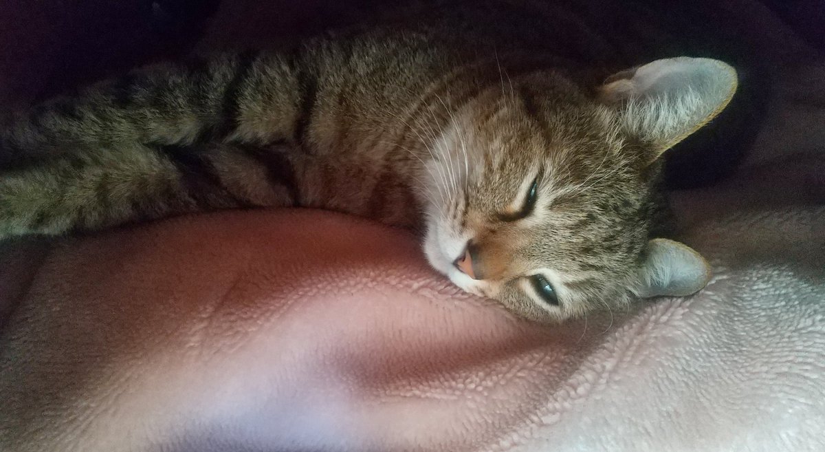 こたつ猫神はイビキかいて爆睡してます…😴