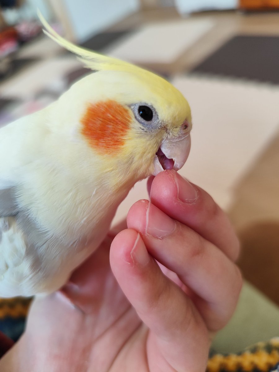 あ！ささくれ！
ちぎってやろ😆って時の顔
目が嬉しそう👁️

Pasta was picking at my hangnail. It hurts.