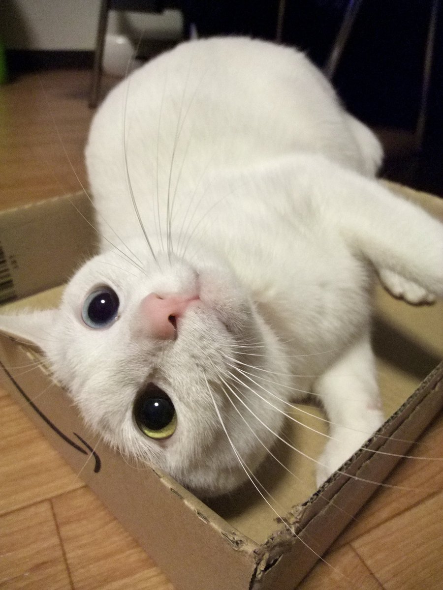 貧毛寒がりにゃんこの姿をめったに見掛けなくなってしまったので若かりし２.９歳のお姿を…
＊ゴハンやトイレ以外はおこたやホカペハウスにこもりっきりなんです😭
#猫のいる暮らし　#猫のいる幸せ　#猫