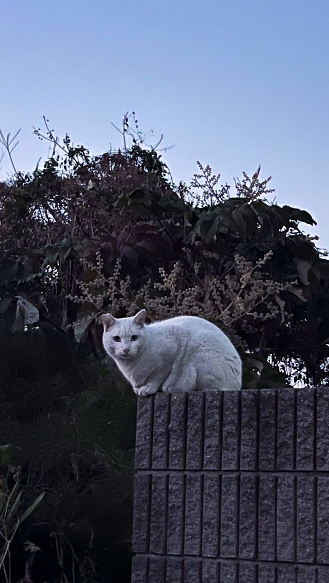 Inject1349's tweet image. いつもウチの塀にいる白ネコちゃん

家賃払え🥺