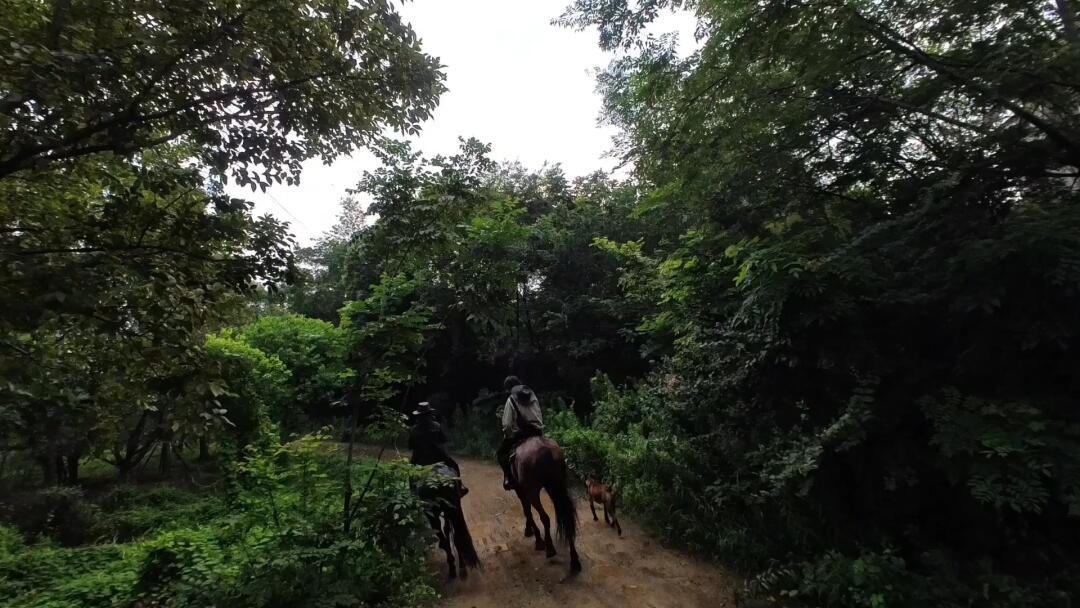 RunBookmark7's tweet image. 今すぐ体験！馬に乗って疾走する感覚を味わおう！