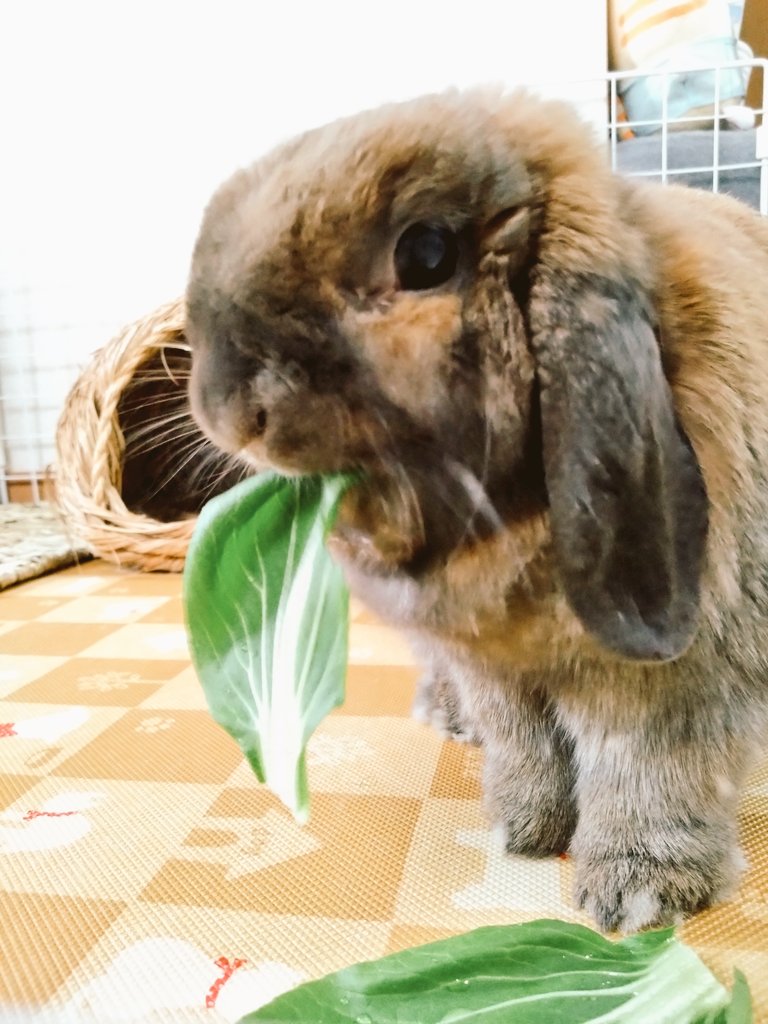 今日はチンゲン菜🥬