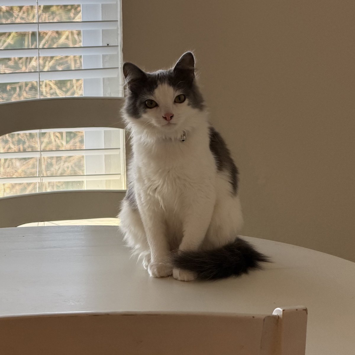 cutiepieviTV's tweet image. Buggy is no longer in a cone and he’s constantly serving face