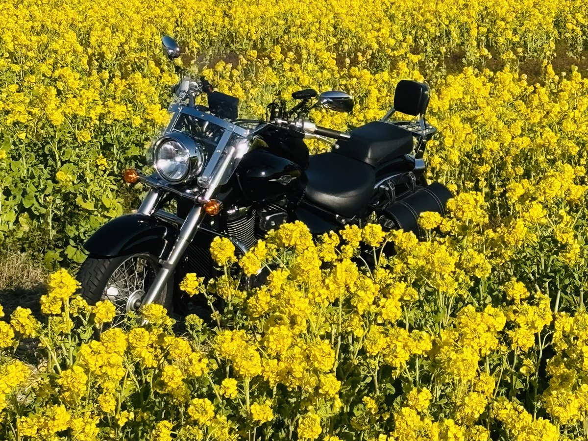 日曜日のツーリングを振り返る ①田原市 菜の花畑巡り SNSで3ヶ所調べ