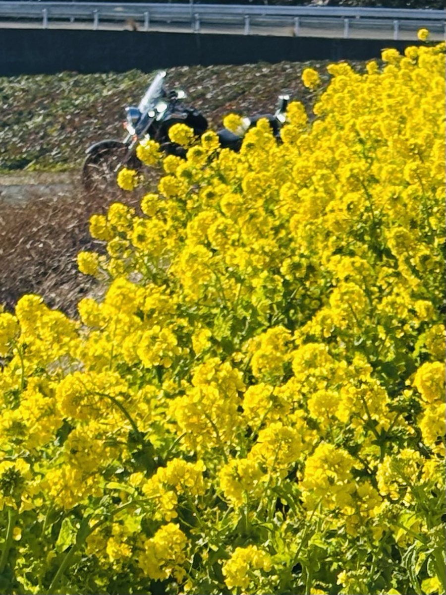 日曜日のツーリングを振り返る ①田原市 菜の花畑巡り SNSで3ヶ所調べ