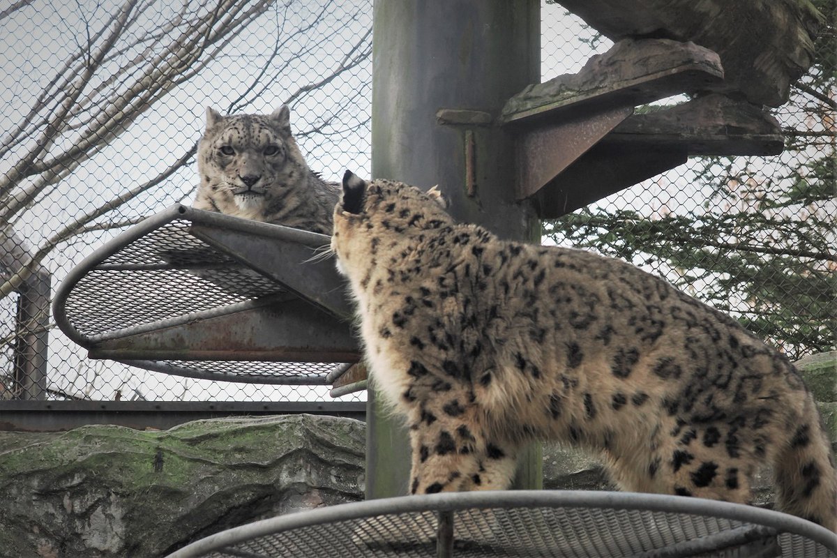 ◆まふぃん◆ まふぃん (@0025Muffin) / Posts / X