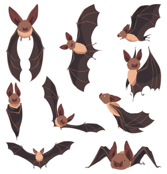 Shai Vaz tweet media