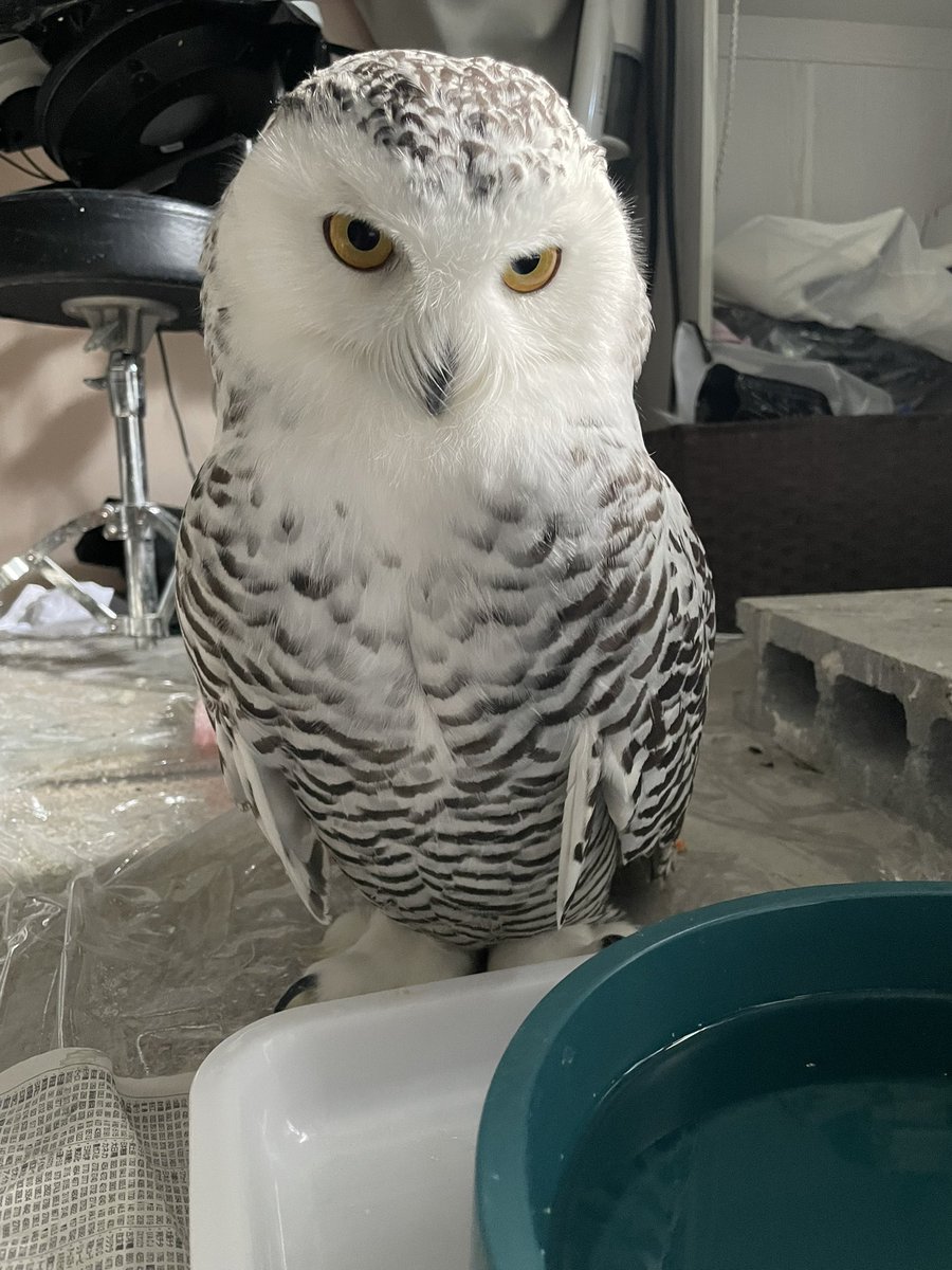 catowl2211's tweet image. 返事できる良い子ちゃん🩷