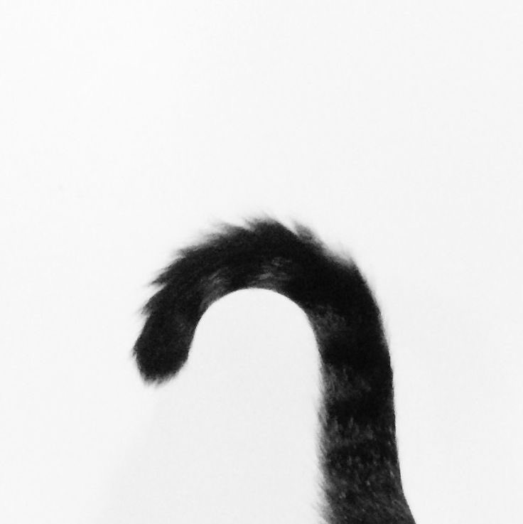 _empttysoul_'s tweet image. meowhao 🐈‍⬛🐾