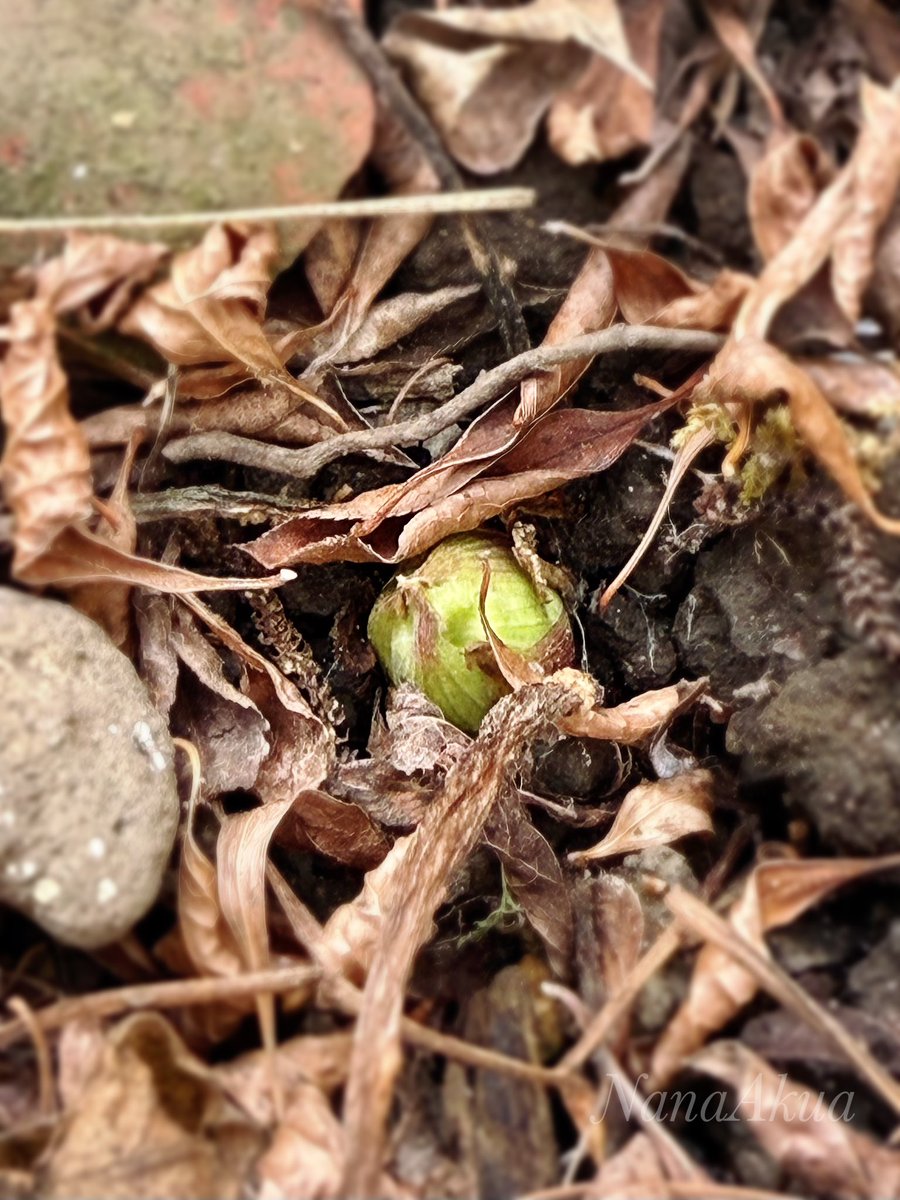 【庭の話】
去年、松本の実家に帰った時に採ってきたフキノトウの根っこ

我が家の庭の片隅のフキが好きそうな場所に埋めておいた

今日みたらフキノトウが顔を出していた

あと2、3年でもう少し増えてくれないかな…
ひとつだけじゃまだ食べられないよ