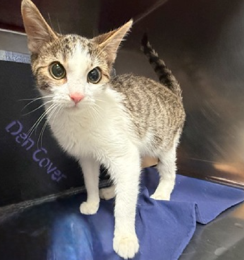 🆘🆘  SHIP CAPTAIN (ID 244990), 6 MONTH OLD,  MALE–  IN MANHATTAN ACC - came into the shelter as an agency on 1/5/2026.    🆘🆘 😿 😿 😿 😿

➡️TBD 01/13/26

➡️ JUST A BABY – BEGINNING LIFE

➡️ MEDICAL PRIORITY – SHIP CAPTAIN HAS A GRADE 5/6 HEART MURMUR WHICH IS EXTREMELY URGENT