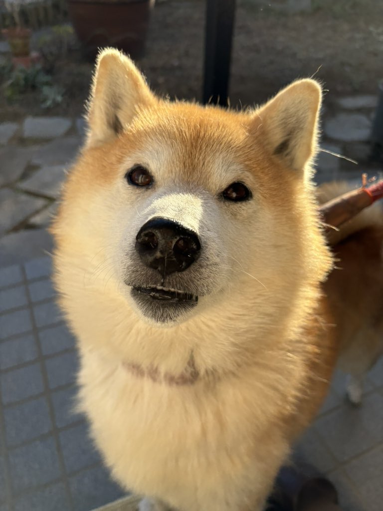 柴犬ちゃちゃ丸 (@ChaChamaru_03) / Posts / X