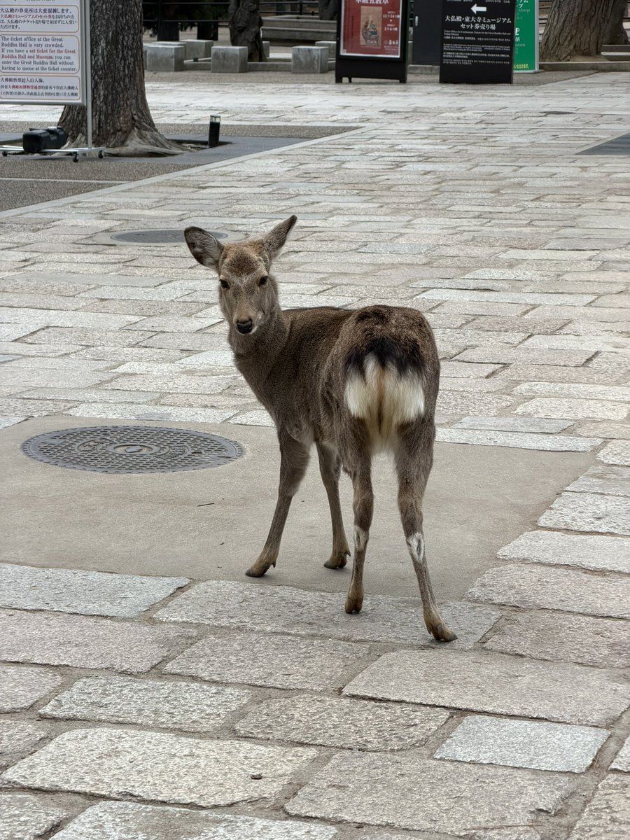 aureldeer tweet media