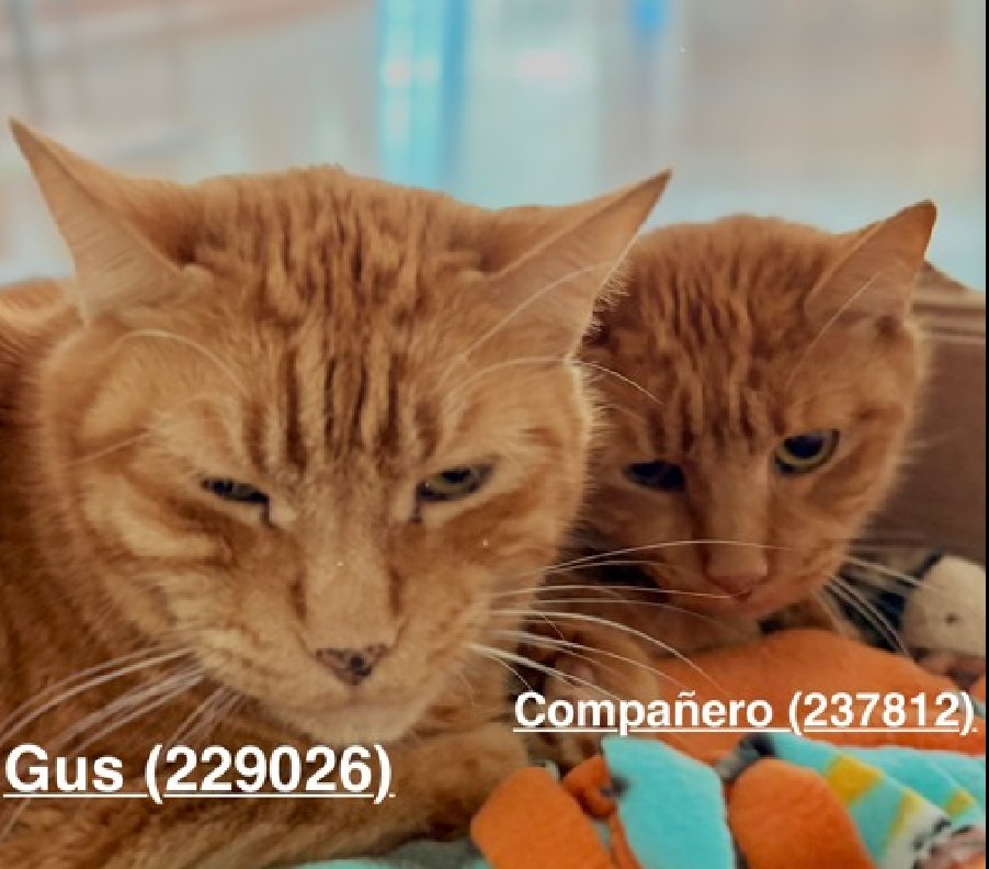 🆘🆘 COMPANERO (ID 237812), 10 YO, MALE &amp; GUS (229026), 9 YO, MALE–  IN QUEENS ACC - came into the shelter as an  owner surrender on 9/26/2025, with the surrender reason stated as person circumstance- landlord won't allow.    🆘🆘 😿 😿 😿 😿

➡️TBD 01/13/26

➡️ SENIOR ALERT

➡️