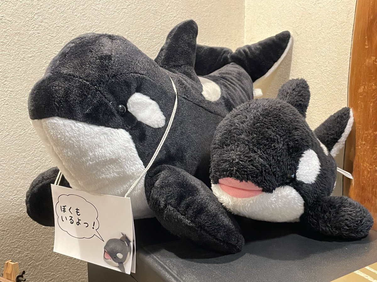 ♥ゆっきー様②♥ ゆっきー🐹／YUKIMI TANAKA (@yukio5505) / Posts / X