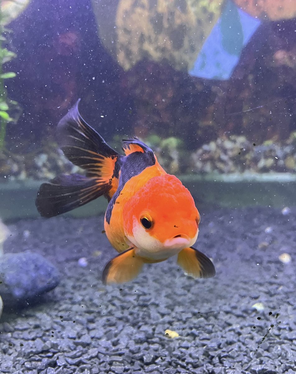 Fede Osornio Muciño tweet media