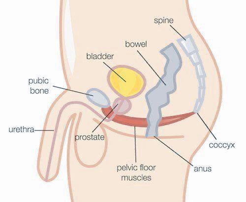 5 ejercicios para aumentar la resistencia, la fuerza, los niveles de testosterona, curar la disfunción eréctil y más...  

🧵Hilo...