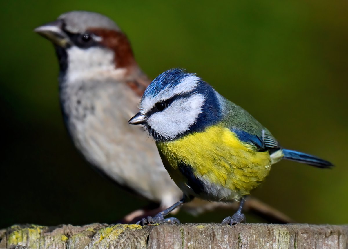 The Blue Tit and the House Sparrow. 😍
 Taken recently at RSPB Greylake in Somerset. 😊🐦