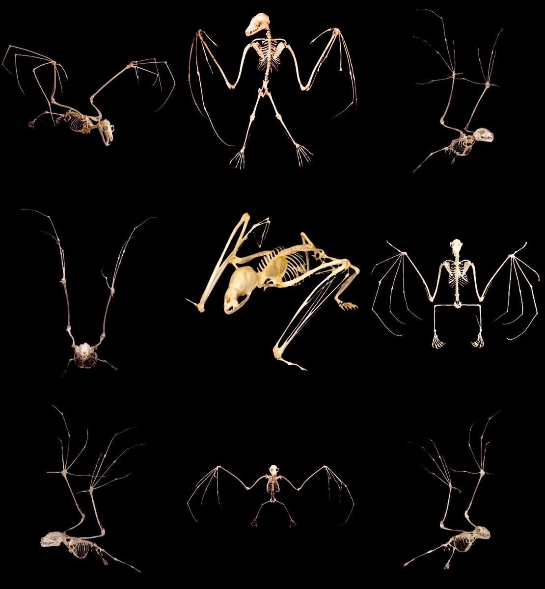 gh0stfacegf's tweet image. bat skeletons