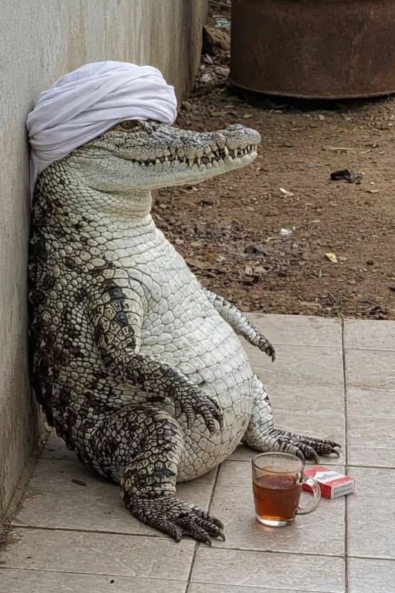 saadshflout888's tweet image. نيحن زعماء الشرق الأوسط
#قرار_ليس_خيار