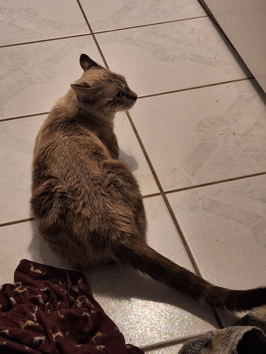 Side eyeing me as if he isn't the one sitting in here purring while I use the bathroom lmao
(my roommate isn't here so I had the door open)