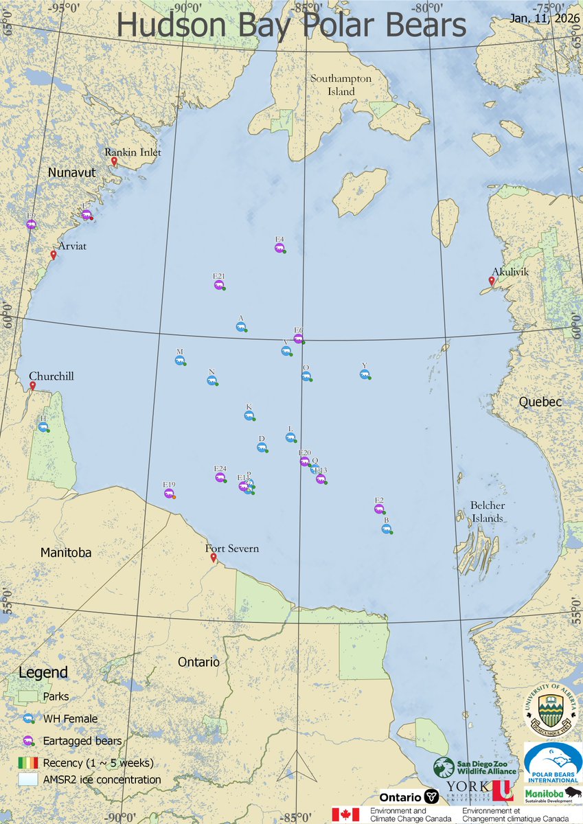 AEDerocher's tweet photo. Hudson Bay polar bears are well spread out. It's interesting to see bear E4 (adult male, northern most bear in centre of Bay) moving to the SW in the past week. It's a typical distribution for a time of year when hunting success is likely low (but we have little data on this). https://t.co/GsTbrbm3HH