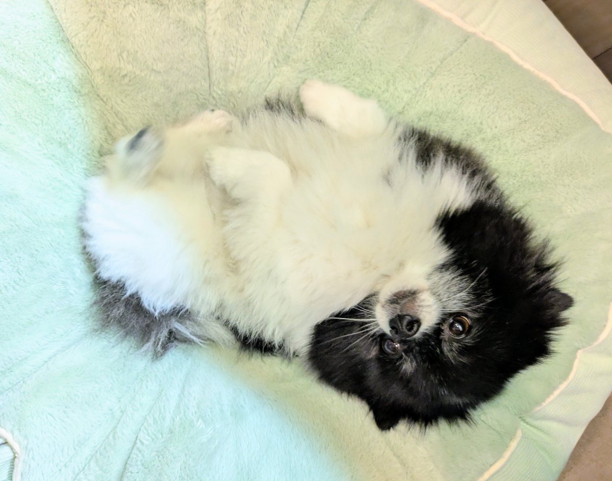 「どや？可愛いだろ？」って得意顔🤭
ムクもだんだんお口周りの毛が白くなってきたな⋯そしてじわじわタンのように目の上にも白い毛が。
ムクの同胎姉妹にはブラック&amp;タン&amp;ホワイトの子がいるので、そのうちしっかり白眉ができるかも！？
#ポメラニアン