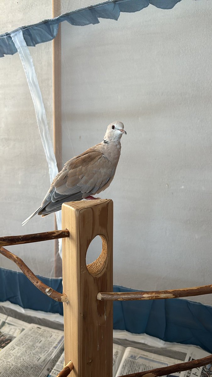 コキンチョウ達の準備してたら！！
ぽっぽ丸が先に入って待っている🤭