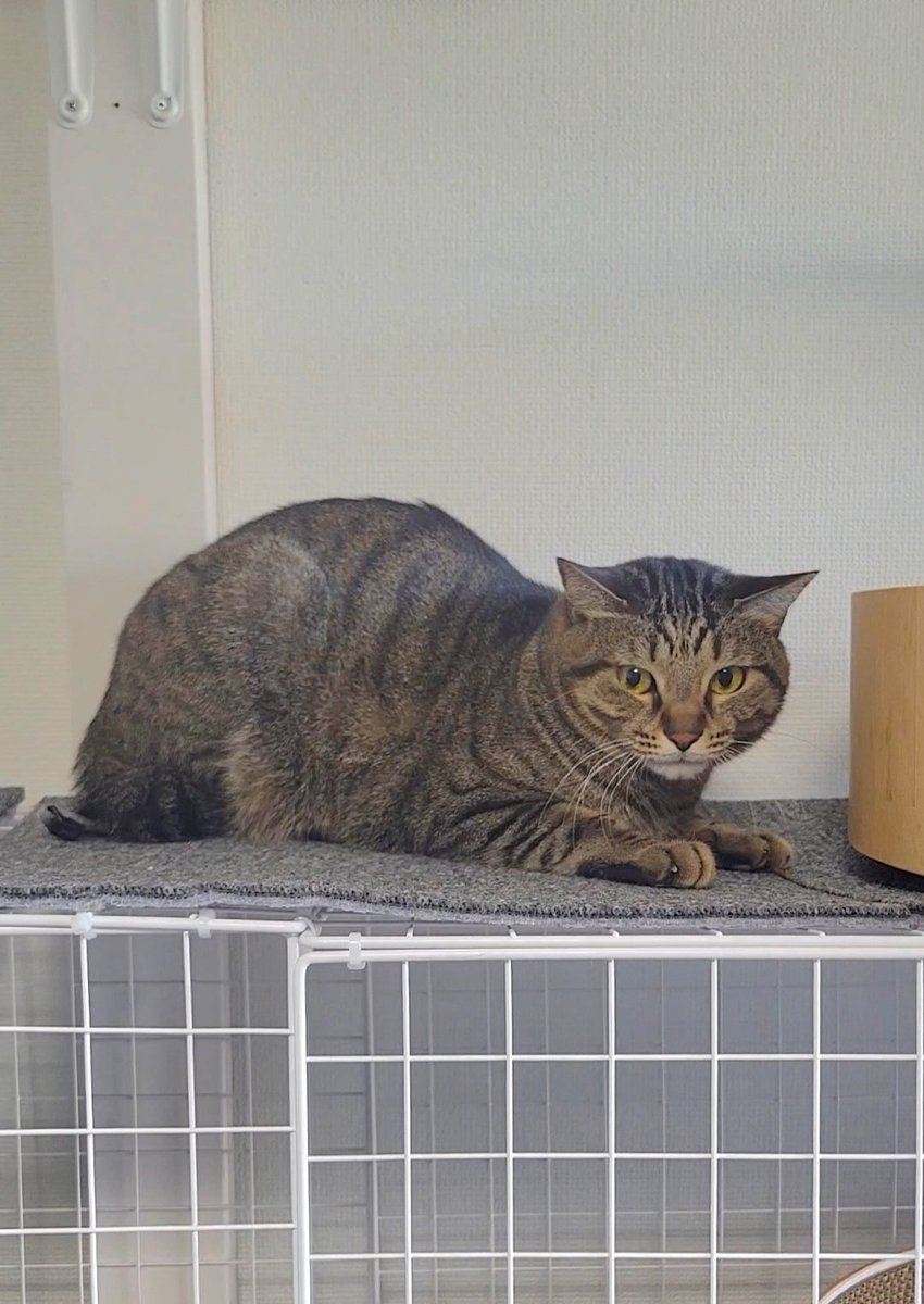 しぴこめᓚᘏᗢ (@chipie0826) / Posts / X