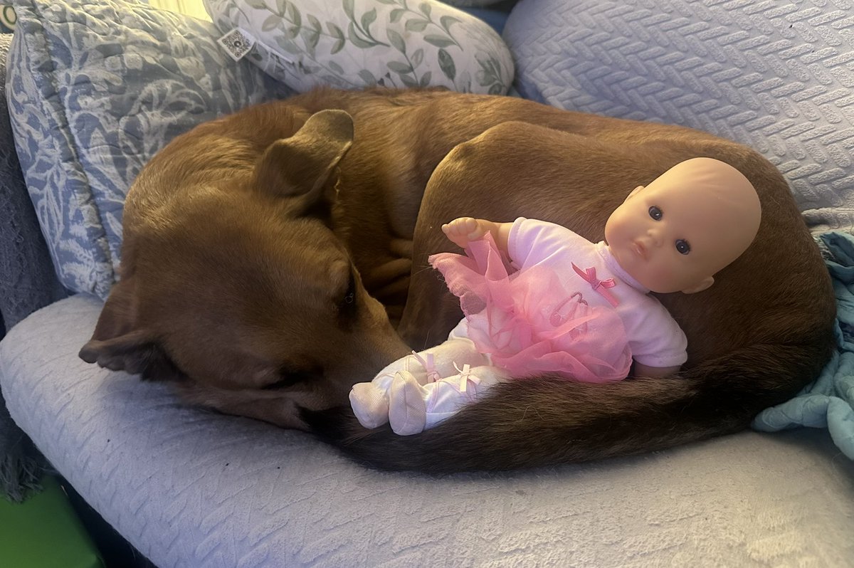 You've heard of a girl dad, but I'm a girl dog. 
Being the dog of a little girl is the best 💞