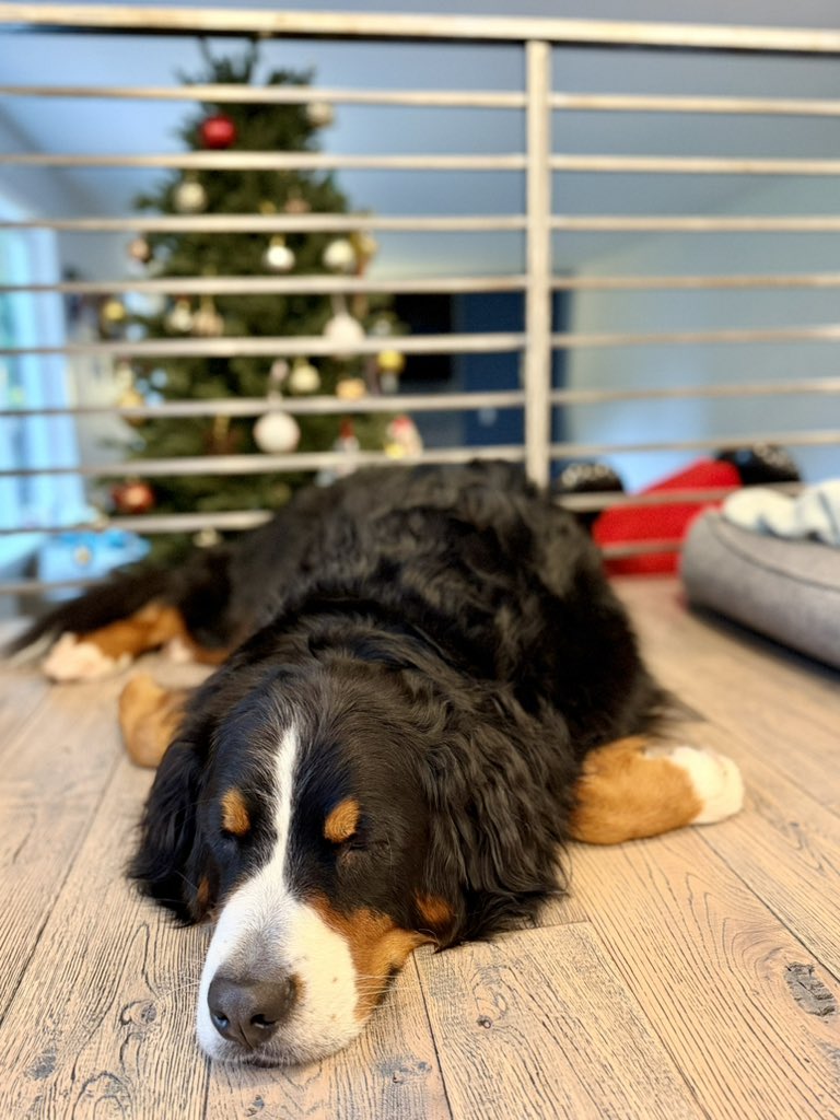 🐶「いつまでクリスマスツリーあるんだよ」