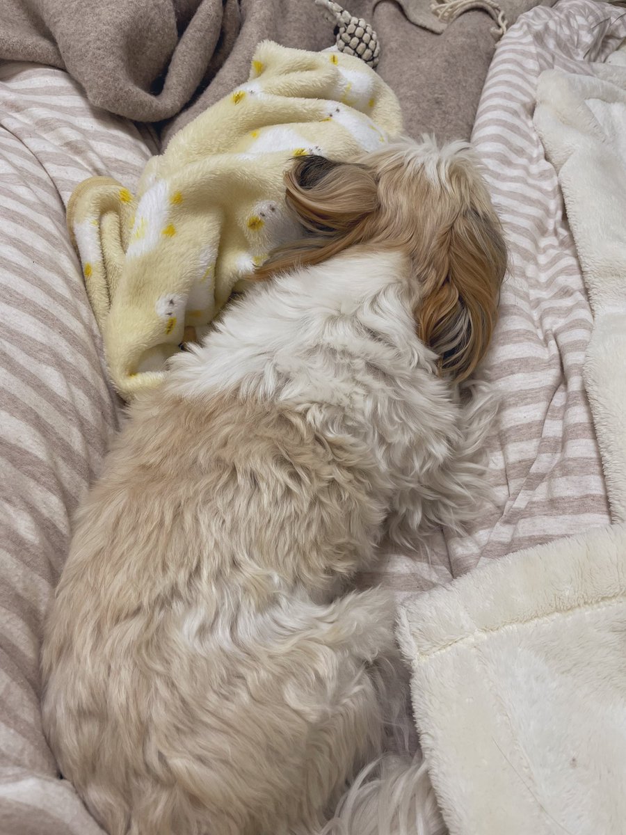 ☀モグアイページ モグワイのモグ (@mogwai817) / Posts / X