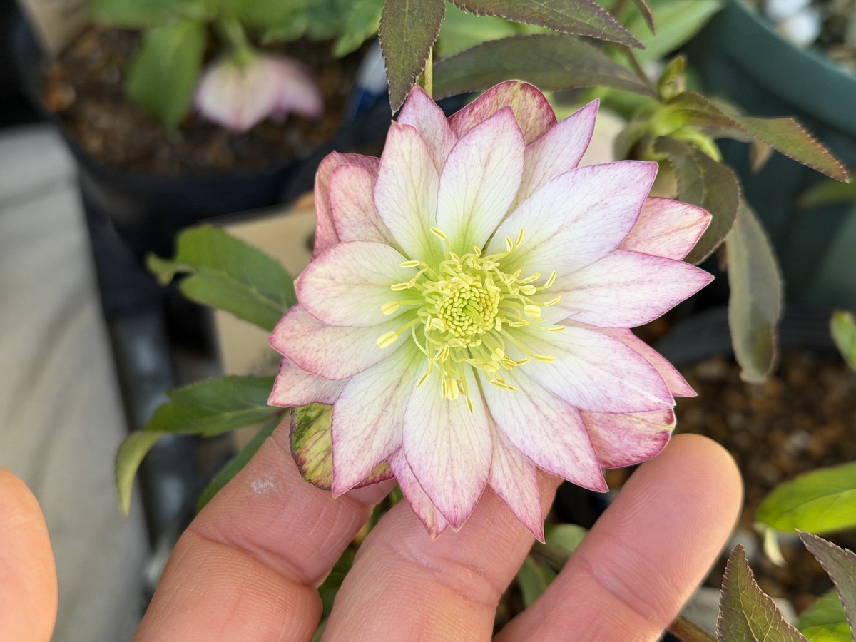 ☘️ スペシャルイベント☘️ラスト2☘️371 ❤️超希少【カメレオン】クリスマスローズ しん (@siriusgarden) / Posts / X