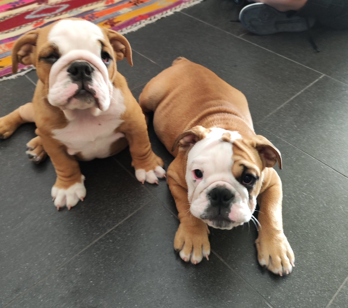 WhoLetTheDocOut's tweet image. Nada supera a esto.