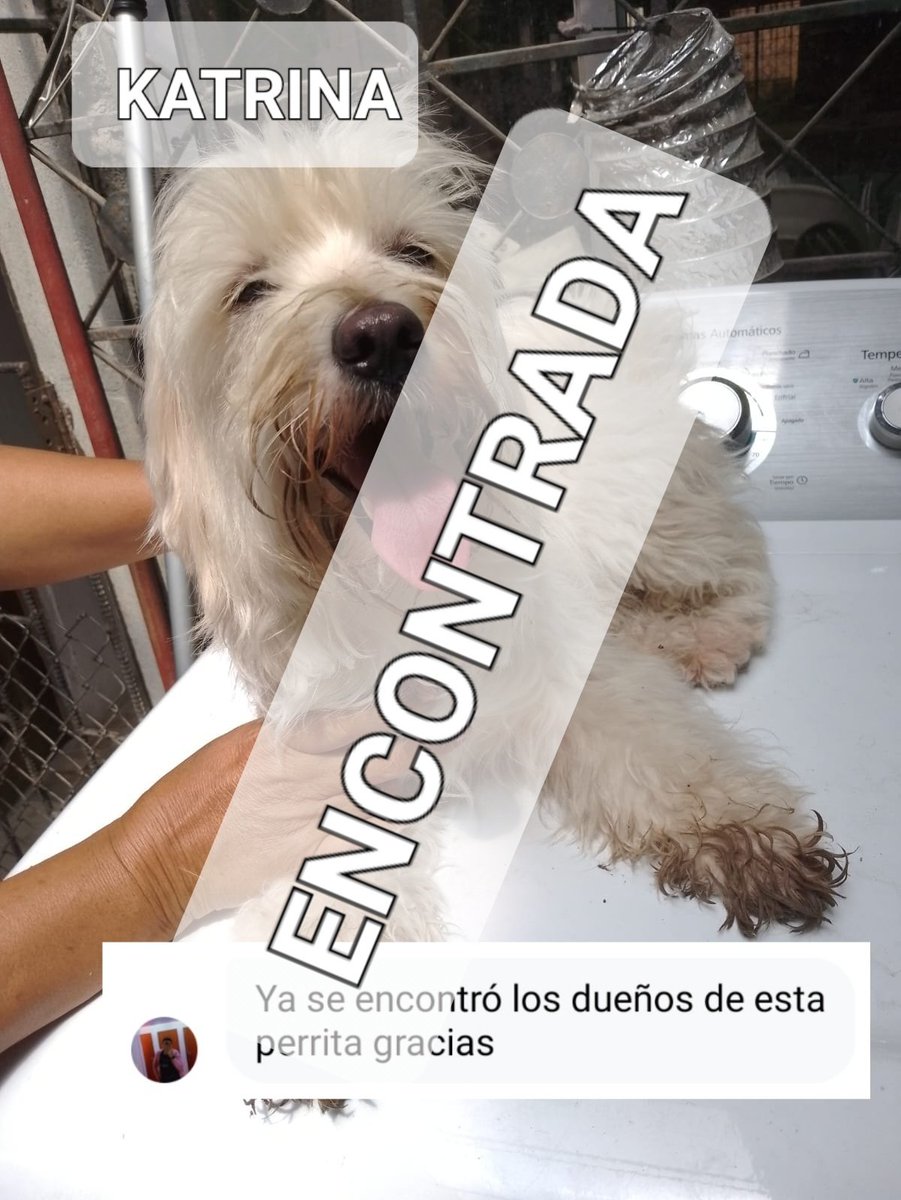 AlertaMePerdi's tweet image. Nos complace informar que #KATRINA, ya se encuentra con su familia, gracias a tod@s por compartir la información.