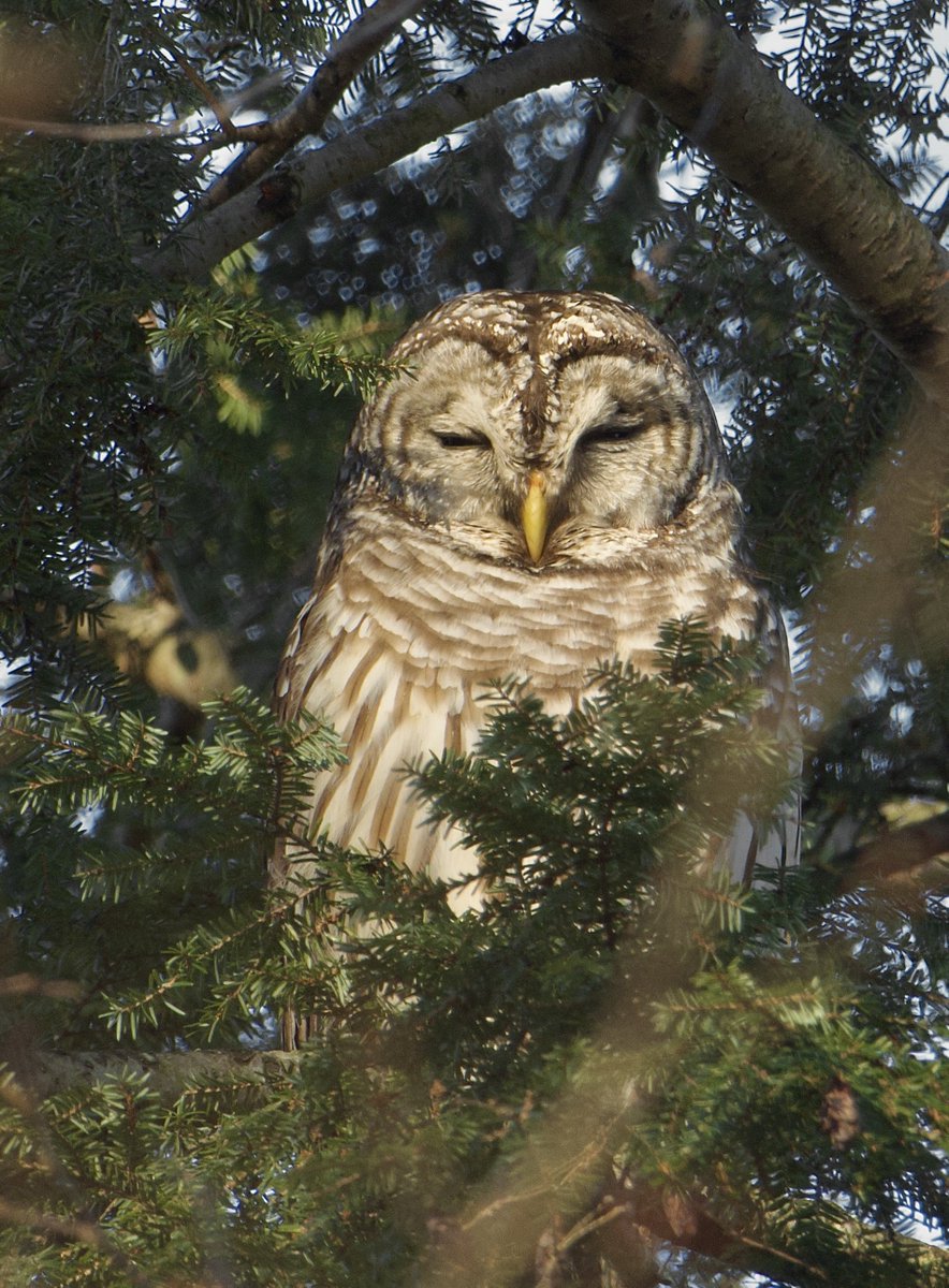 Roppity Photography 🦉 tweet media