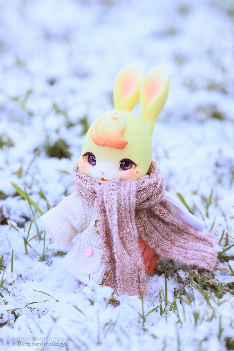 Rukiya_Chan's tweet photo. ❄️
#kumukuku #쿠무쿠쿠  #クムクク https://t.co/wsAHqJdi8j