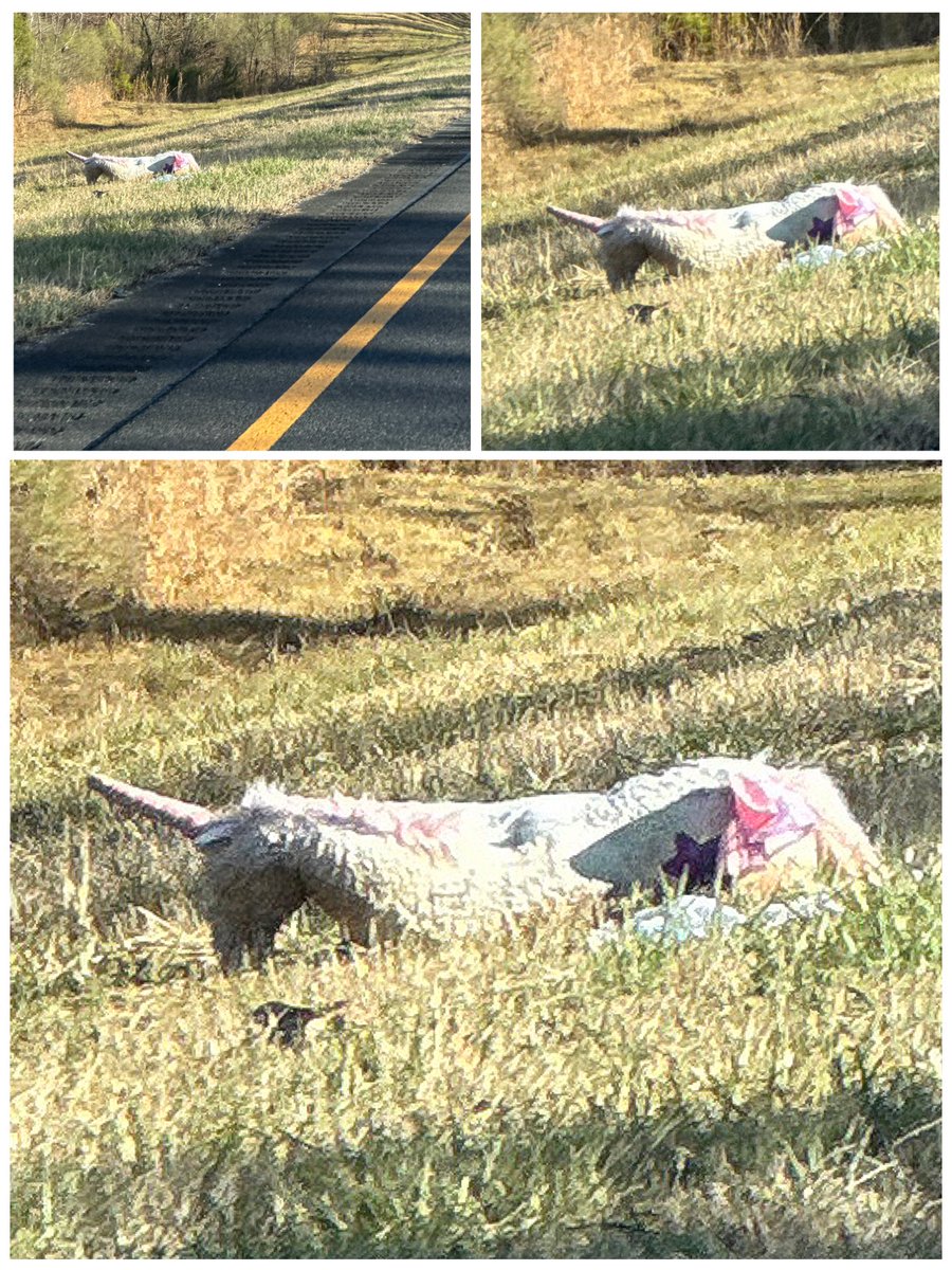 Rachel Callahan tweet media