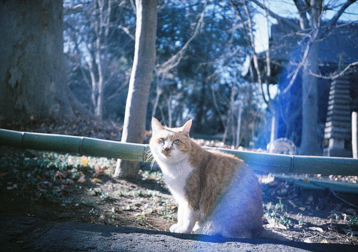 ryoezou's tweet image. LOMO MC-A
LOMOChrome COLOR’92
#カメスズ
#lomo

忘備録
MC-A 4本目
ようやく慣れ
フィルム装填や巻き戻し時のクセが強い
慌てず丁寧な所作が必須
3.7Vの充電式CR2はおおよそ6本くらいで再充電必要
バッテリー残量１からゼロまでのスパン短し
3.0Vの市販CR2も使えたがあくまで緊急用として備えるべし